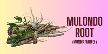 The Health Benefits Of Mondia Whitei - Liv Muztang