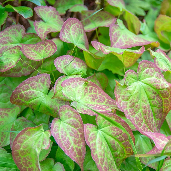 Horny Goat Weed