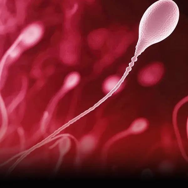 Men’s Complete Reproductive Care