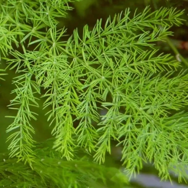 Shatavari