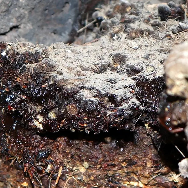 Shodhit Shilajit