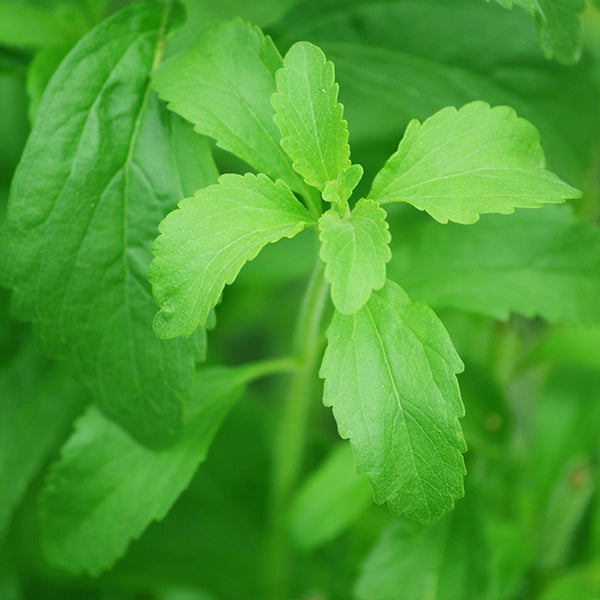 Stevia extracts
